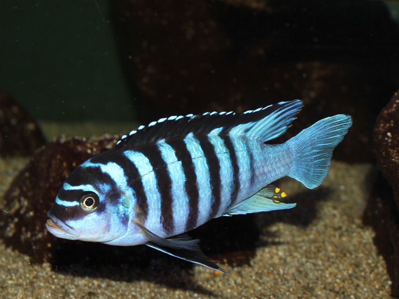 Maylandia fainzilberi 'Mphanga Rocks'